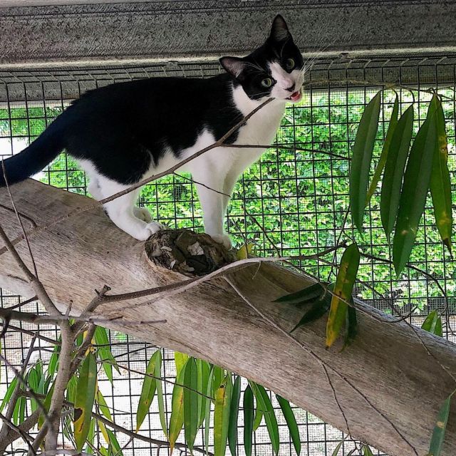 Townsville Pet Resort Pricelist